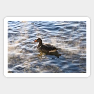 Duck on a Lake Sticker